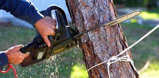 Best Tree Risk Assessment  in Davenport, WA