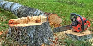 Best Root Management and Removal  in Davenport, WA