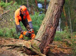 Best Seasonal Cleanup (Spring/Fall)  in Davenport, WA