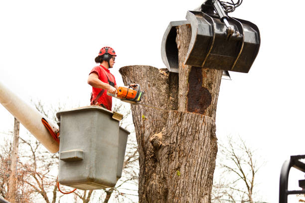 How Our Tree Care Process Works  in  Davenport, WA